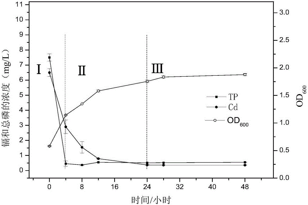 A strain of Pseudoalteromonas efficiently removing cadmium and phosphorus in wastewater and its application