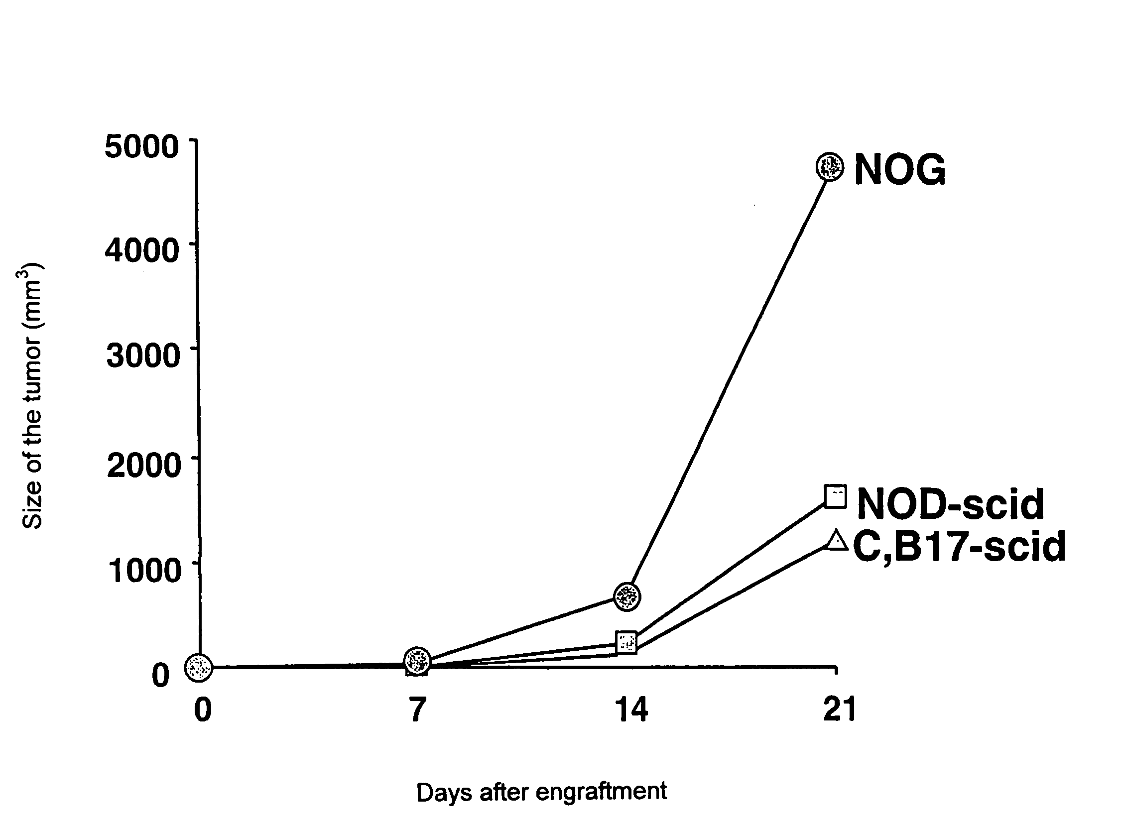 Animal model of human hematopoietic tumor