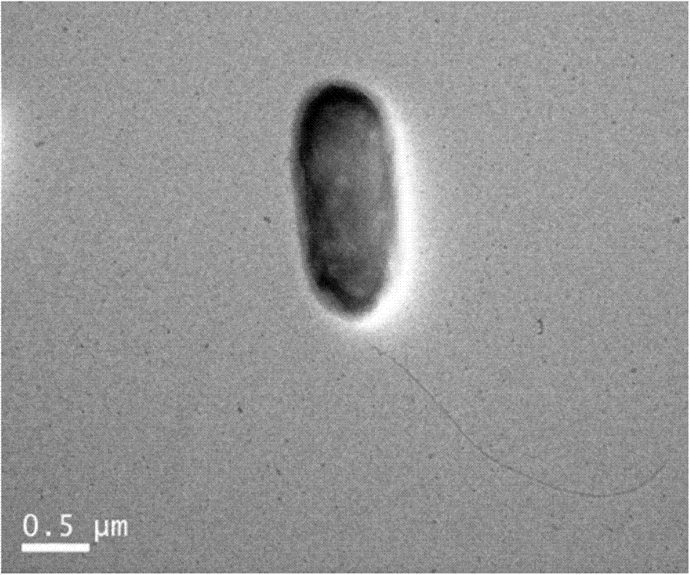 Rhizospheric pseudomonad capable of largely producing phenazine-1-carboxylic acid and phenazine-1-amide