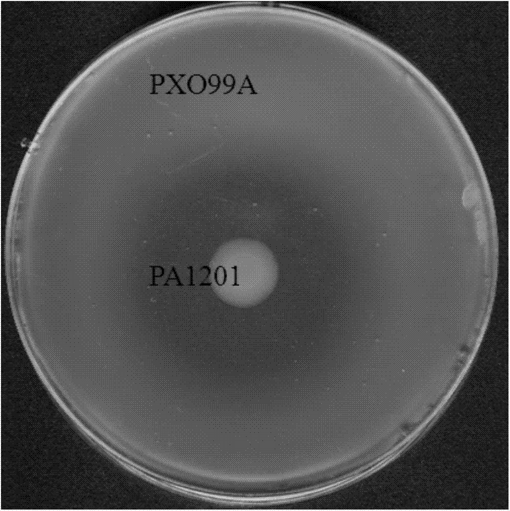 Rhizospheric pseudomonad capable of largely producing phenazine-1-carboxylic acid and phenazine-1-amide