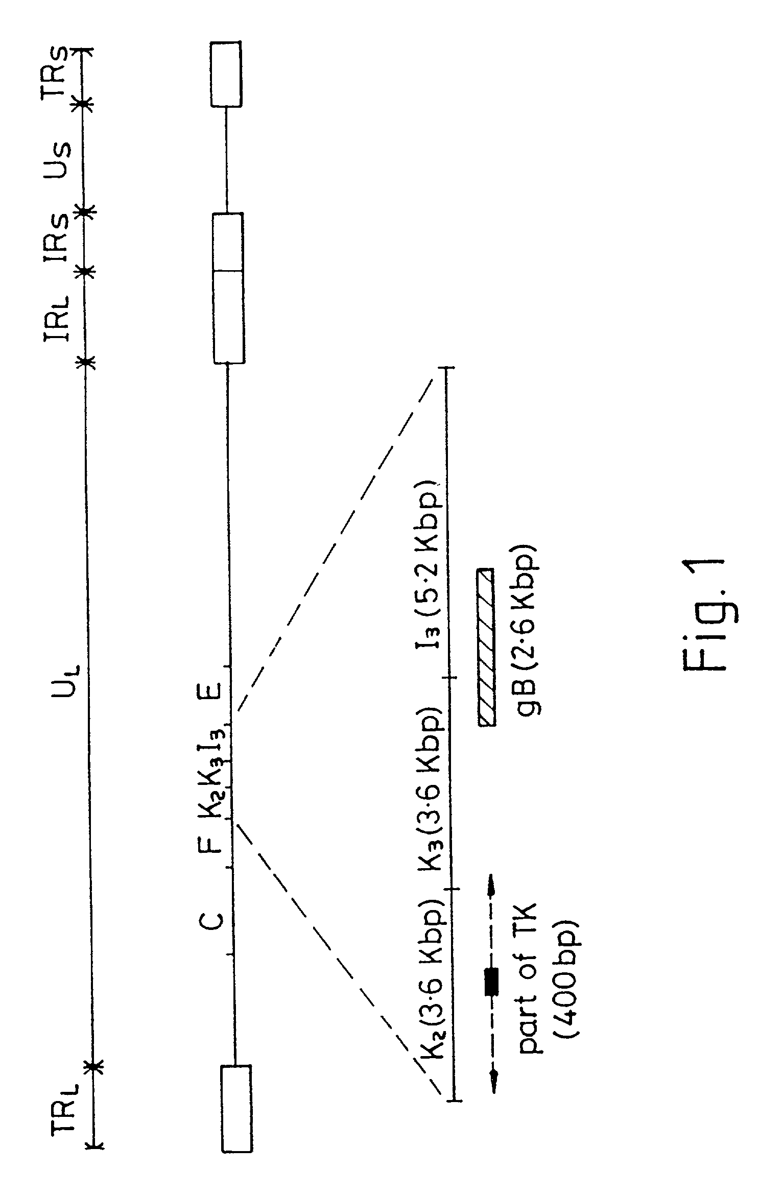 Viral nucleotide sequences