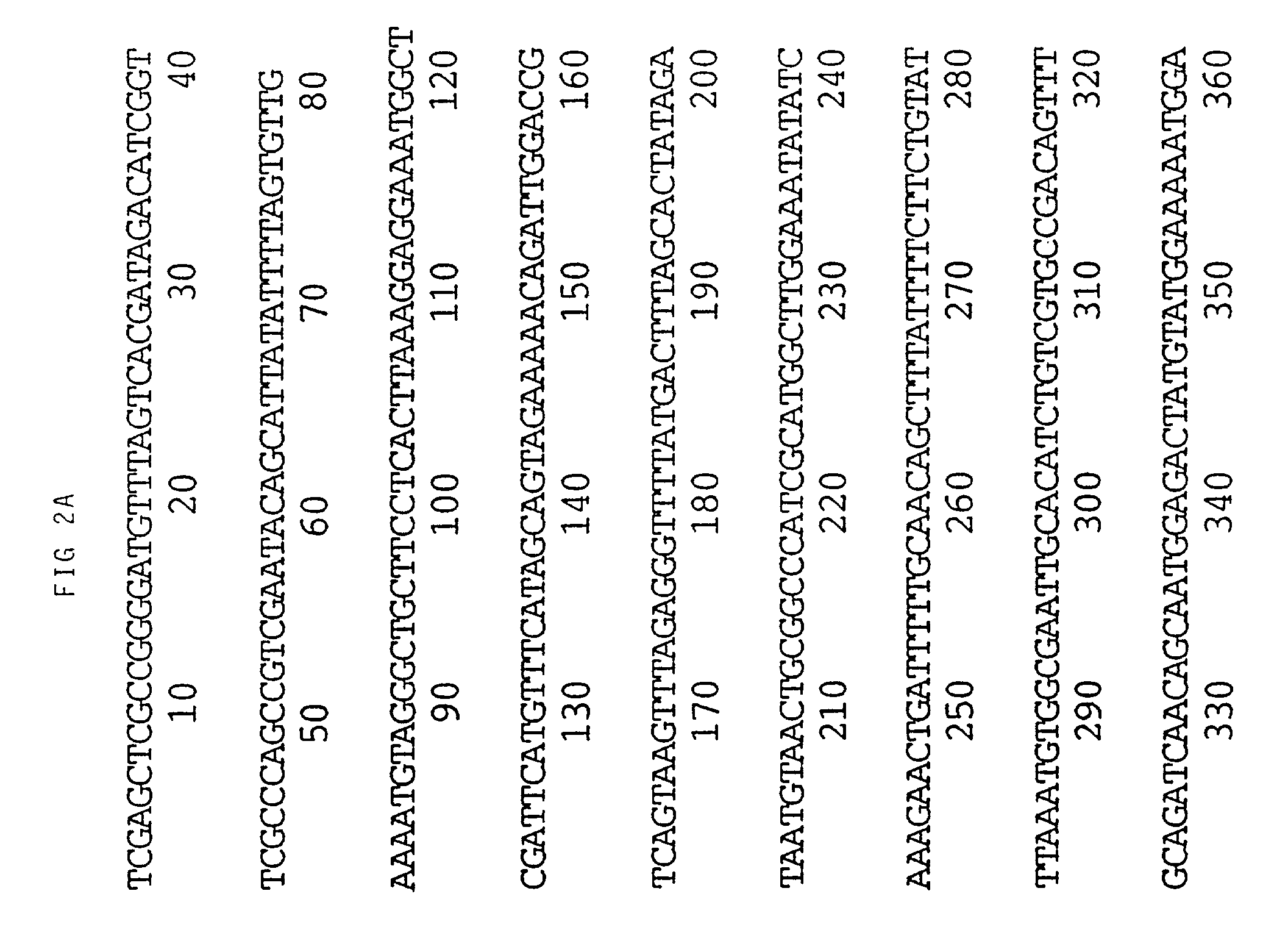 Viral nucleotide sequences