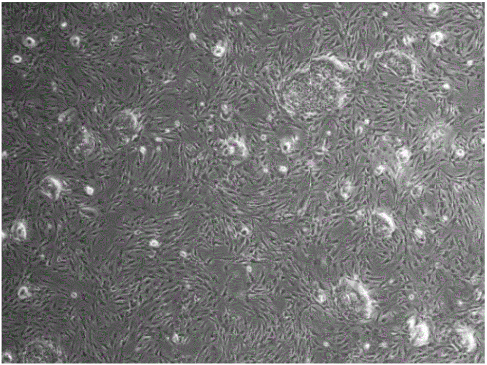 Method for culturing skin-origin fibroblasts