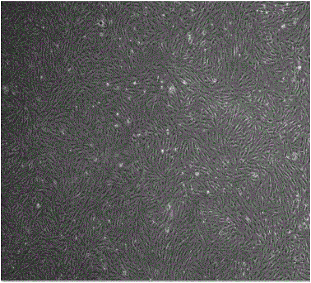 Method for culturing skin-origin fibroblasts