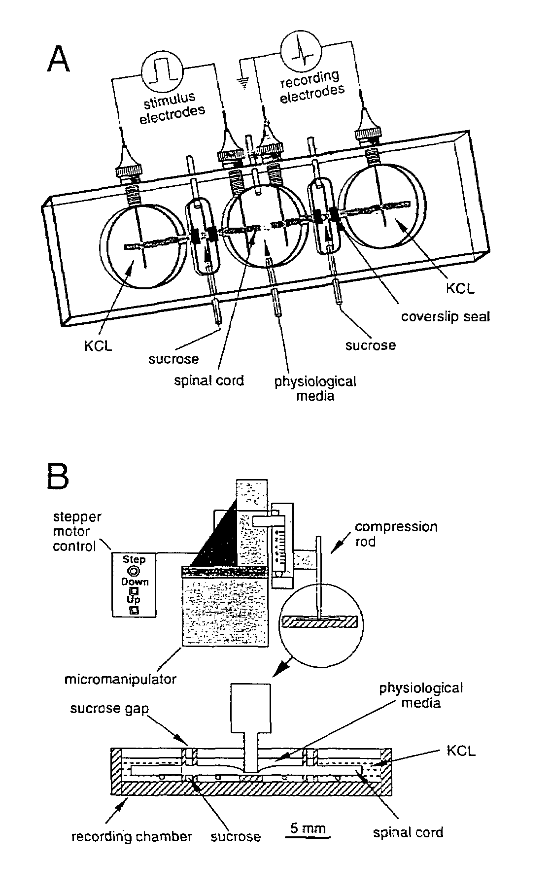 Methods and compositions for treating mammalian spinal cord injuries