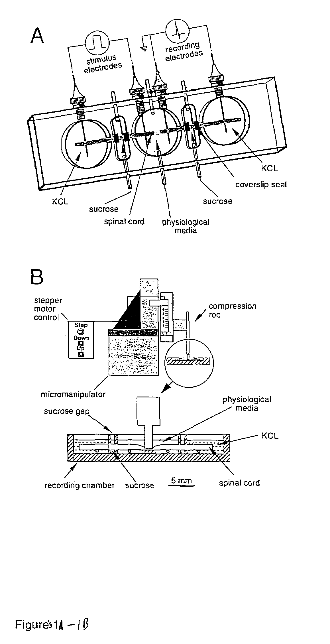 Methods and compositions for treating mammalian spinal cord injuries