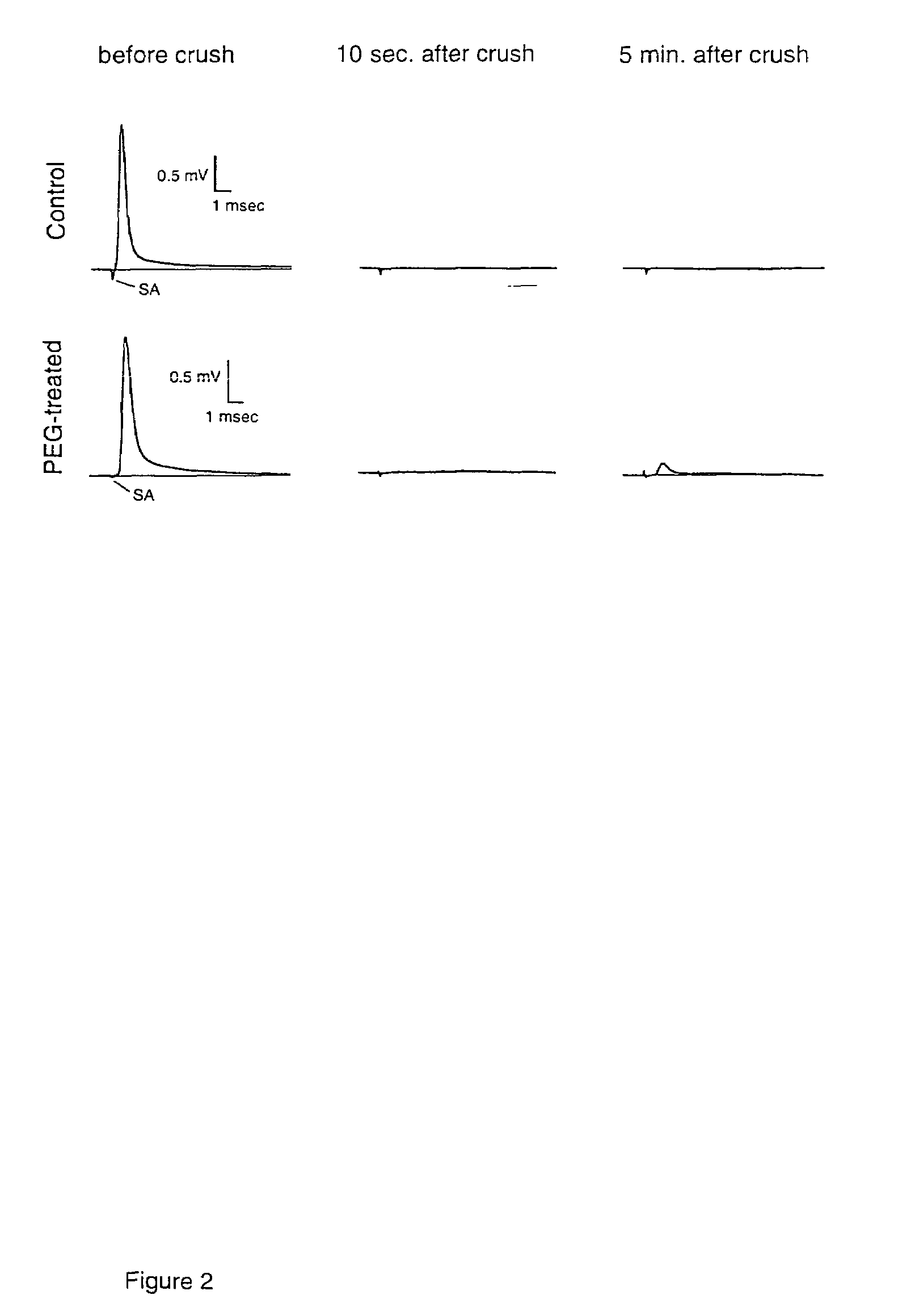 Methods and compositions for treating mammalian spinal cord injuries