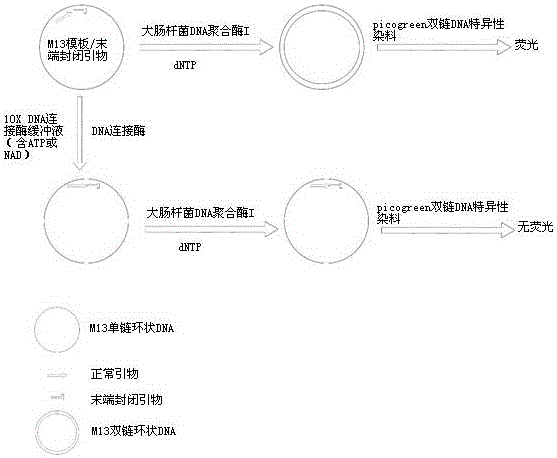 A kind of dna ligase activity assay method