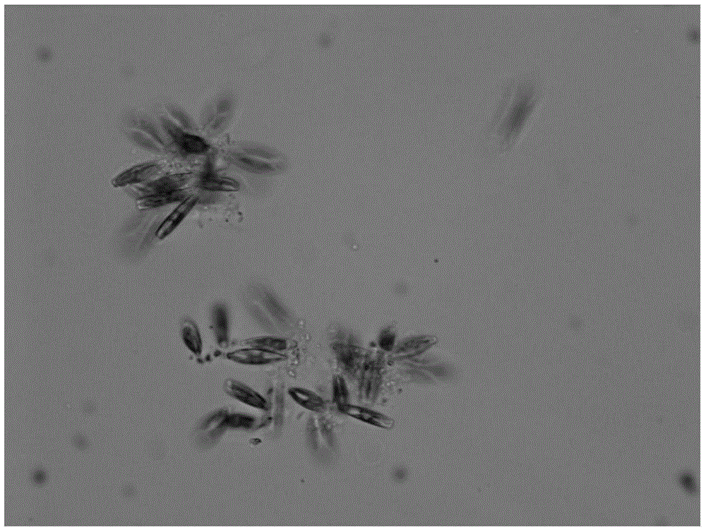 Method for culturing high-density fresh water attached diatom