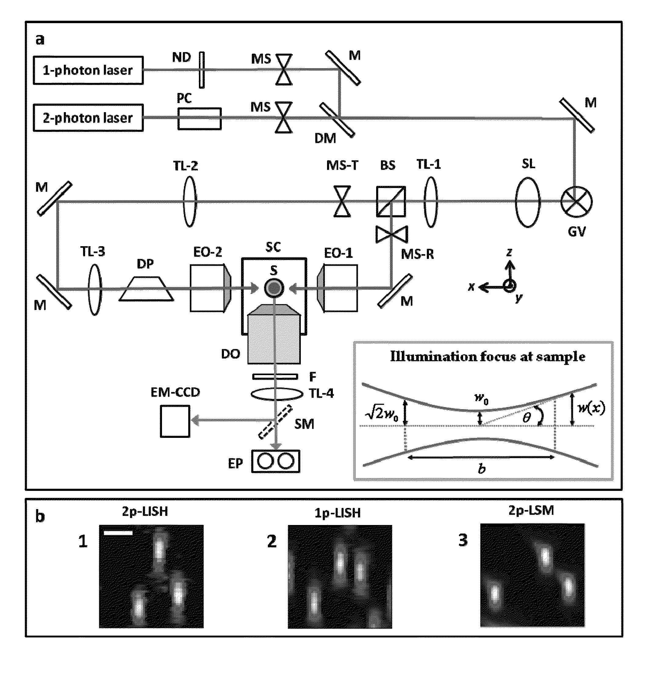 Multiple-photon excitation light sheet illumination microscope