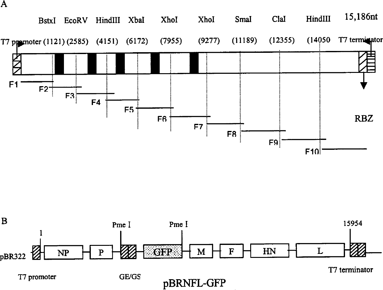 Reverse genetic operation system of New castle disease LaSota vaccine strain and its applciation