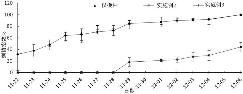 Soil disinfectant and method for preventing and treating phytophthora capsici