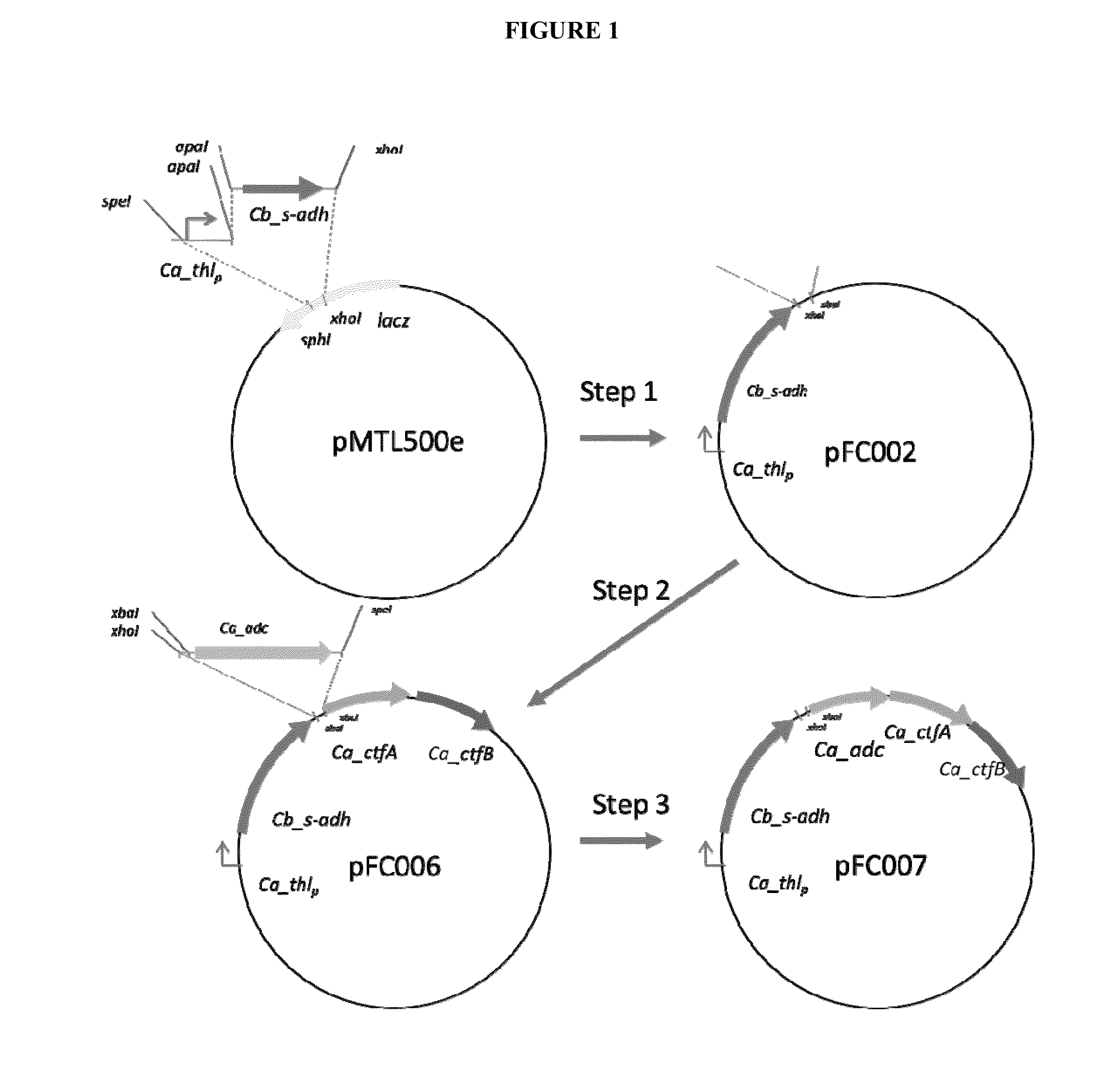 Production of isopropanol by improved recombinant strains