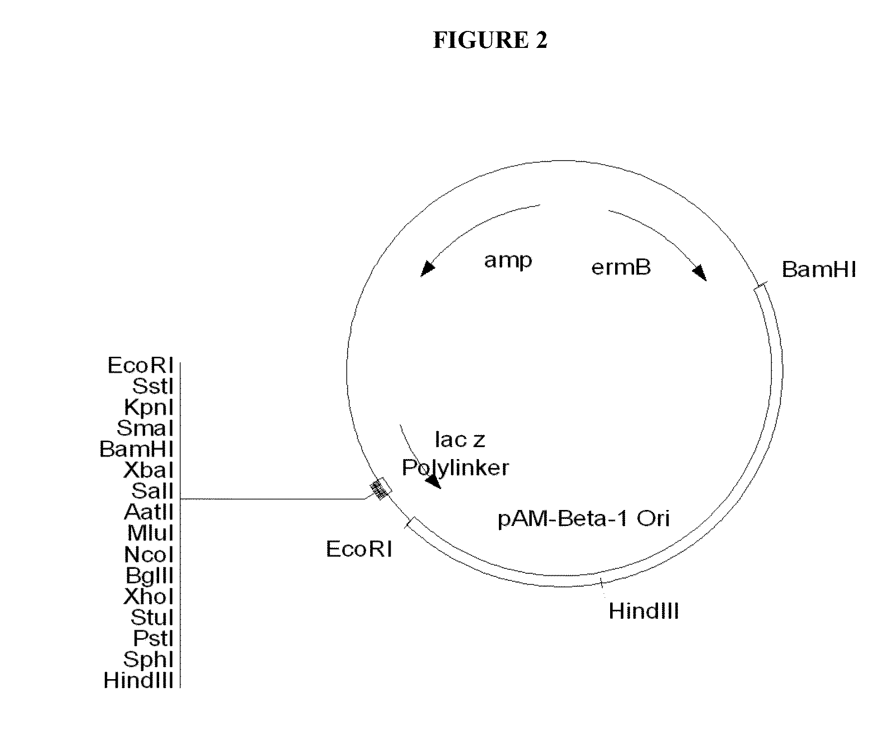 Production of isopropanol by improved recombinant strains