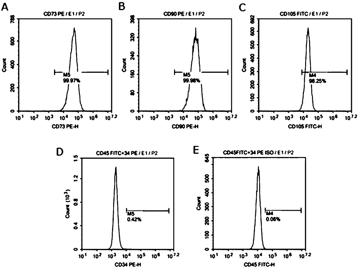 Separation, culture and purification methods of human amniotic mesenchymal stem cells