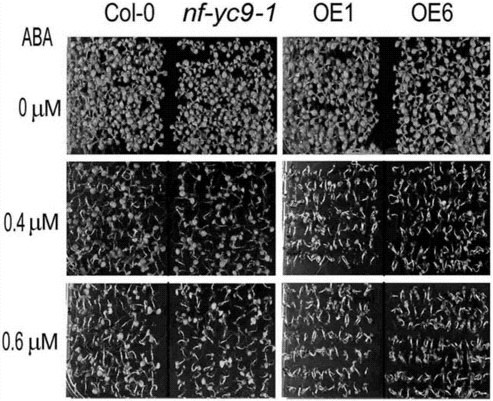 Application of NF-YC9 protein in regulating and controlling ABA tolerance of plants