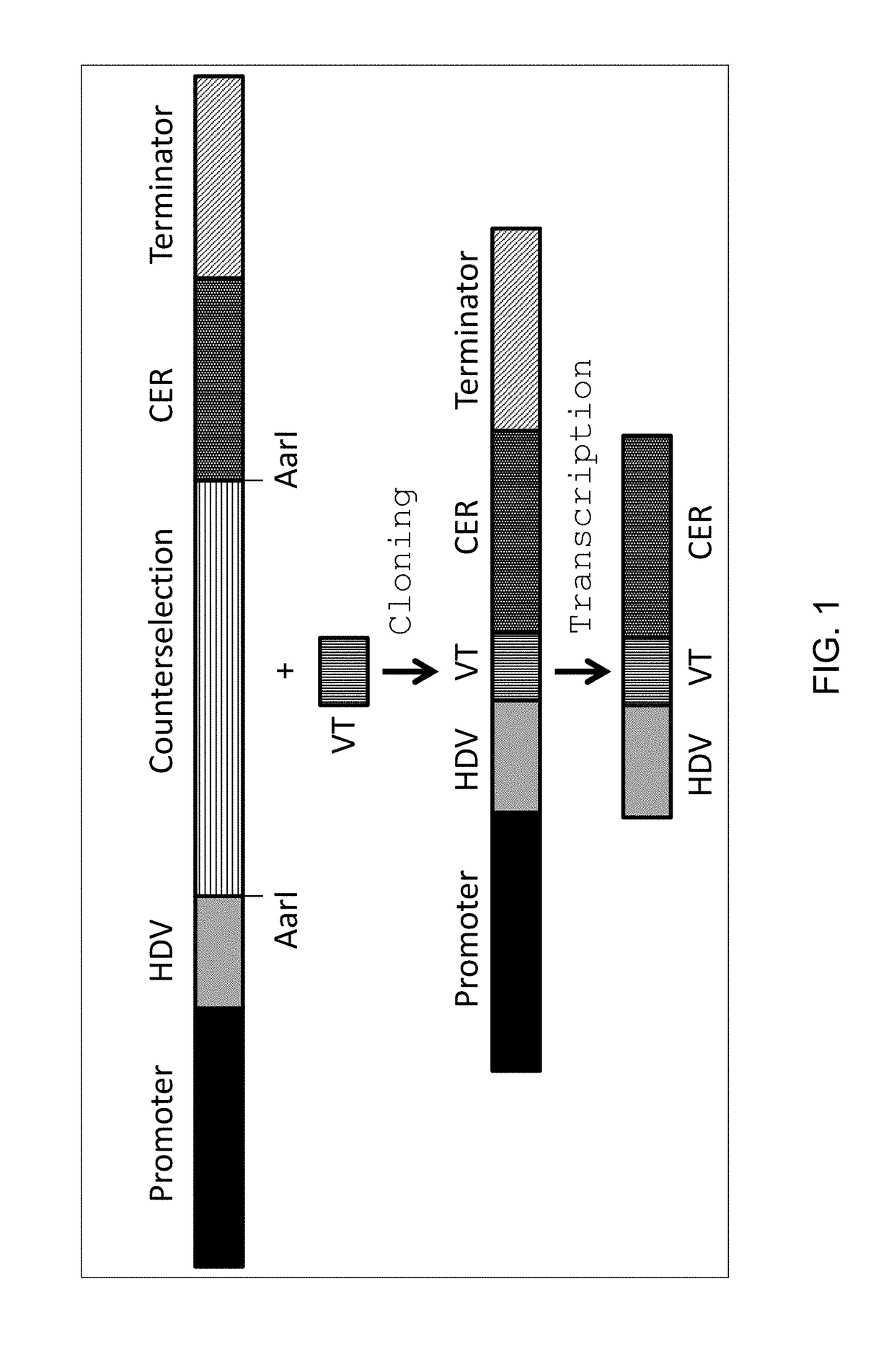 Methods and compositions for enhanced nuclease-mediated genome modification and reduced off-target site effects