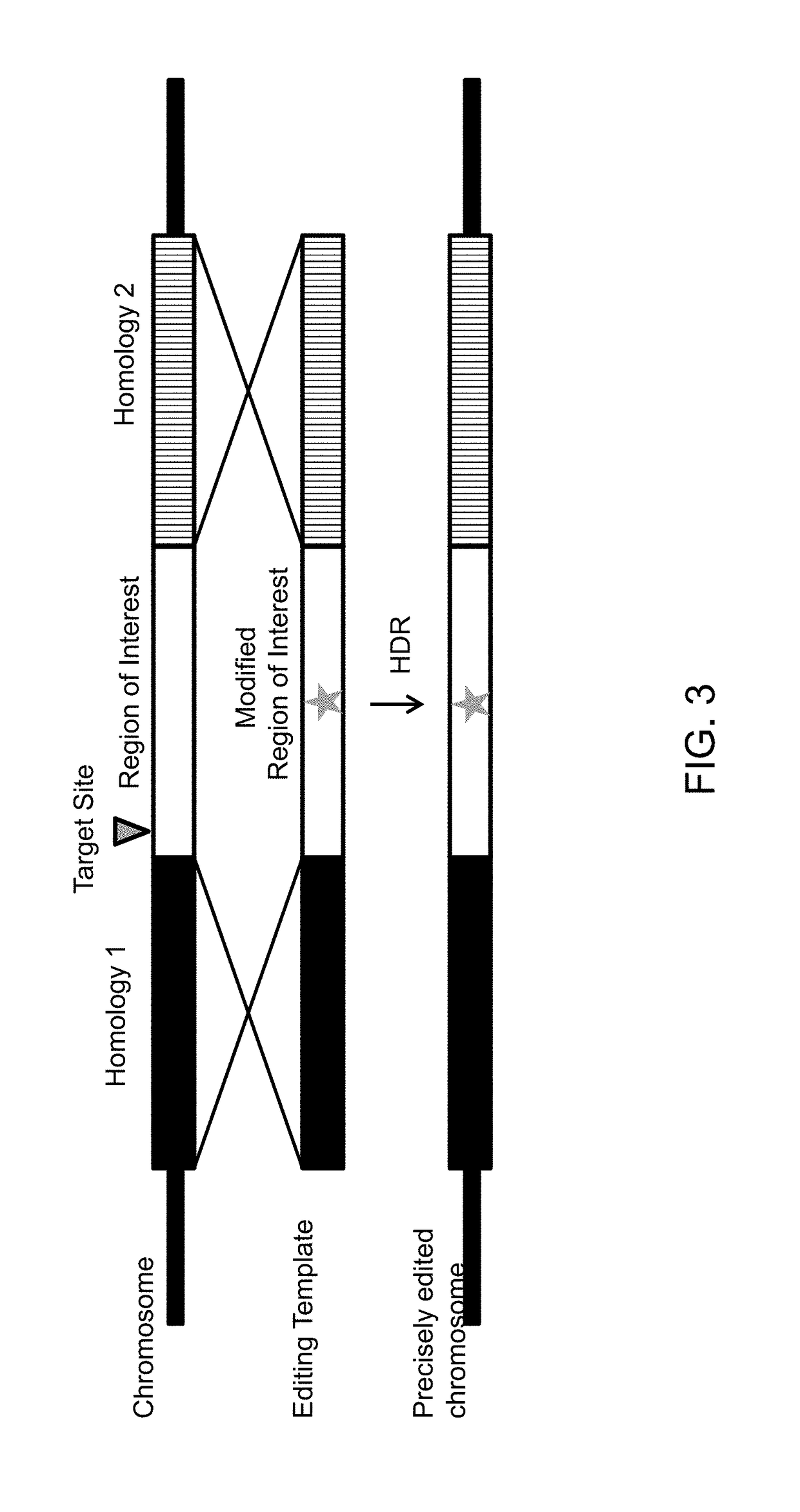 Methods and compositions for enhanced nuclease-mediated genome modification and reduced off-target site effects