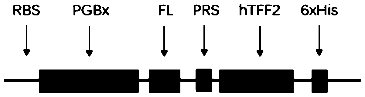 Application of PGB protein in construction of fusion protein expression vector with chaperone-like protein effect