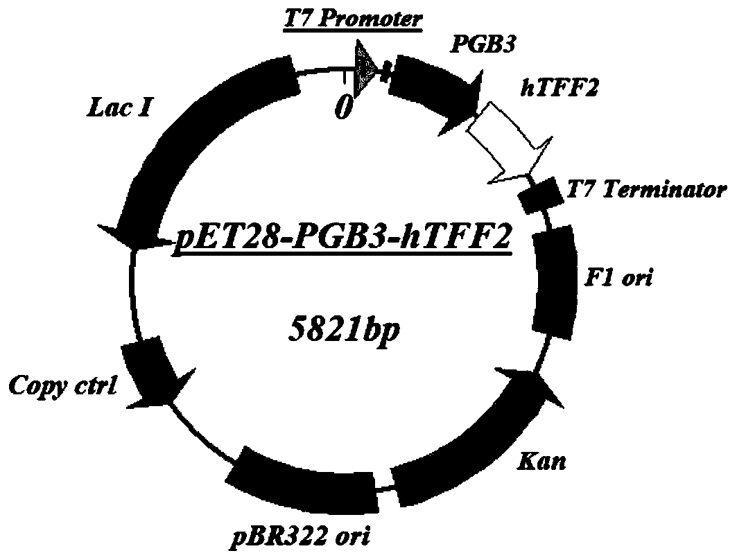 Application of PGB protein in construction of fusion protein expression vector with chaperone-like protein effect