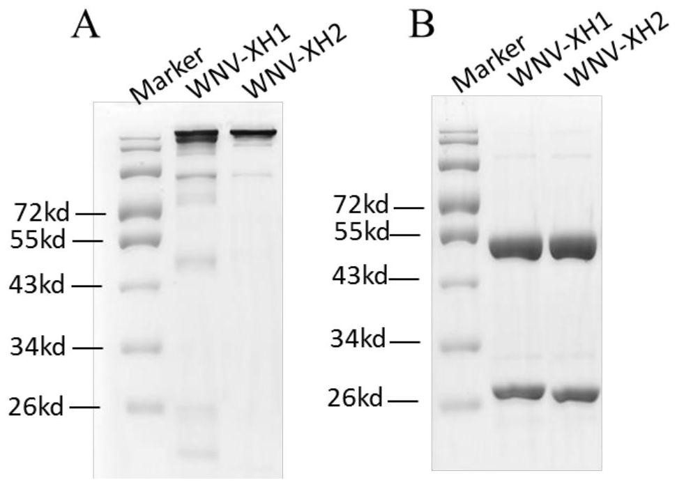 Binding molecule for resisting WNV infection