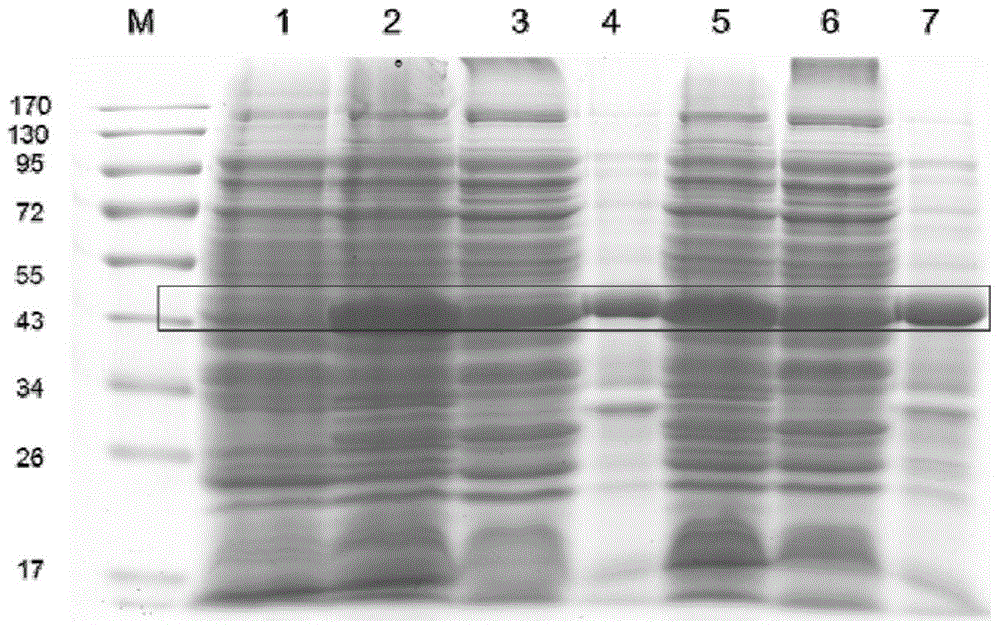 Cyanea capillata serine proteinase inhibitor as well as coded gene and application thereof