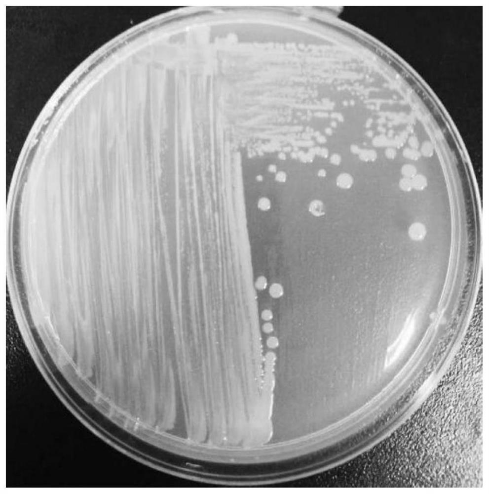 A saline-alkali-tolerant growth-promoting bacterium and its application in saline-alkali land improvement