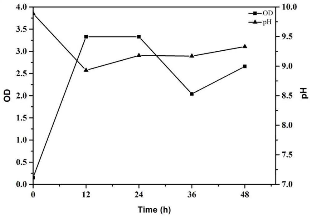 A saline-alkali-tolerant growth-promoting bacterium and its application in saline-alkali land improvement