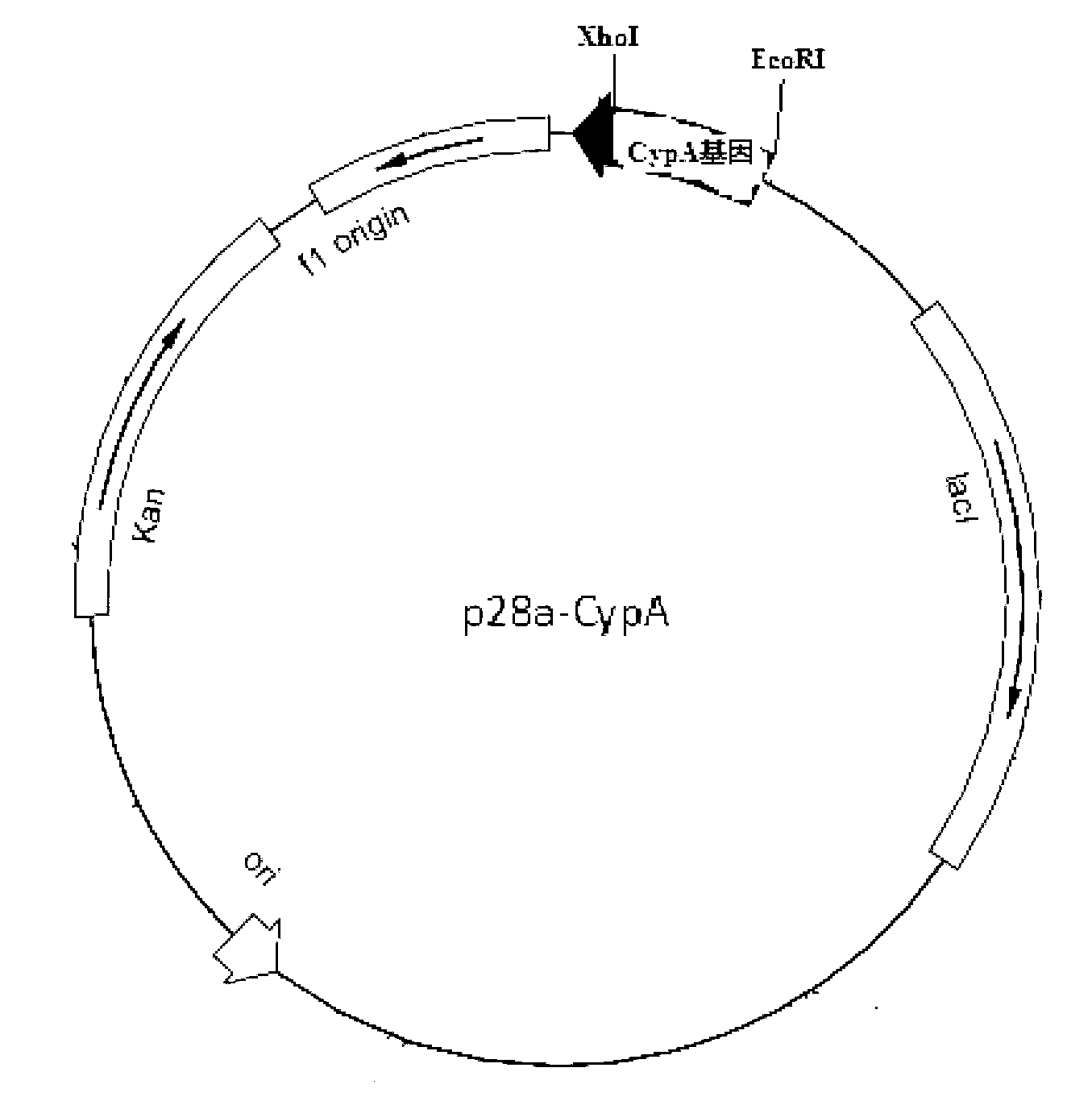 Recombination cyclophilin A antibody, preparation method thereof, enzyme-linked immuno sorbent assay (ELISA) kit and cell strains