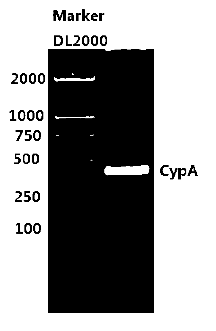 Recombination cyclophilin A antibody, preparation method thereof, enzyme-linked immuno sorbent assay (ELISA) kit and cell strains