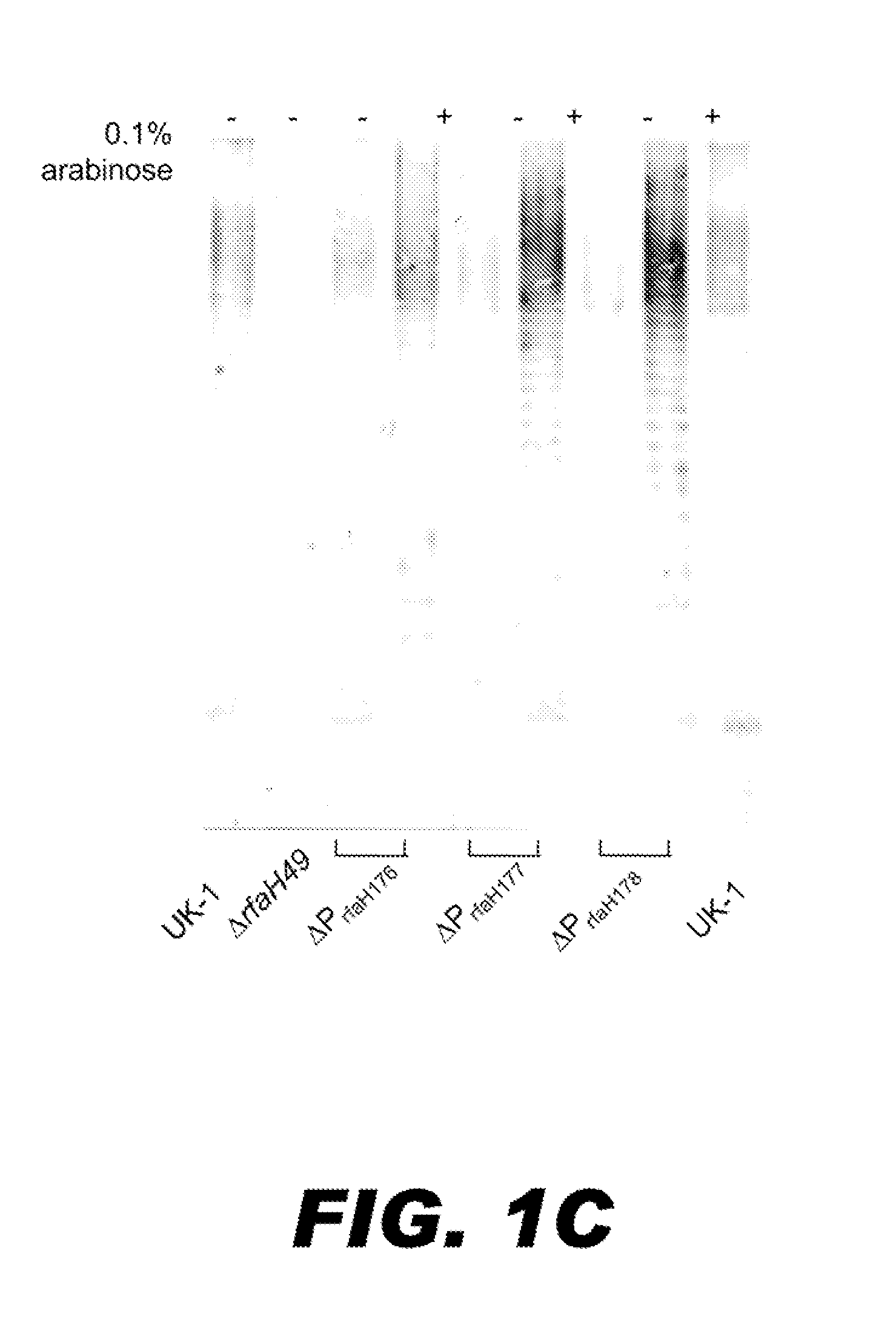 Bacterium comprising a regulated <i>rfaH </i>nucleic acid