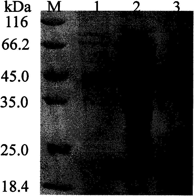 Method for preparing heat-resistant cutinase-CBD and application thereof in cotton fiber refining