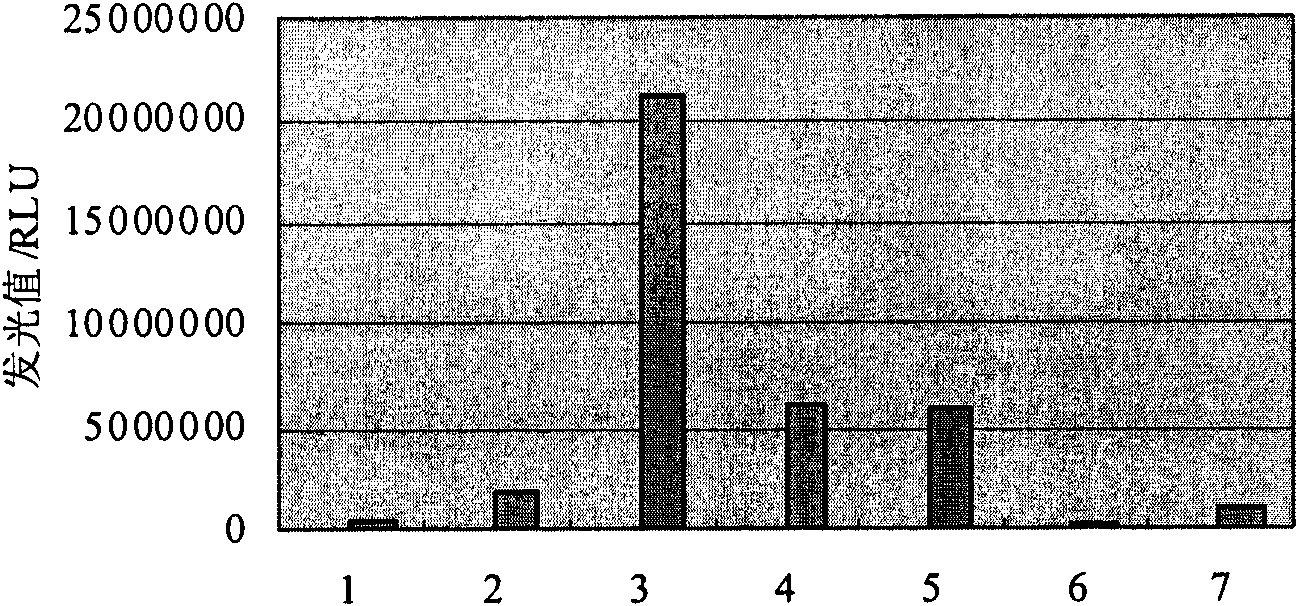 Luminous bacteria and application thereof in detecting general biological toxicity in food or water sample