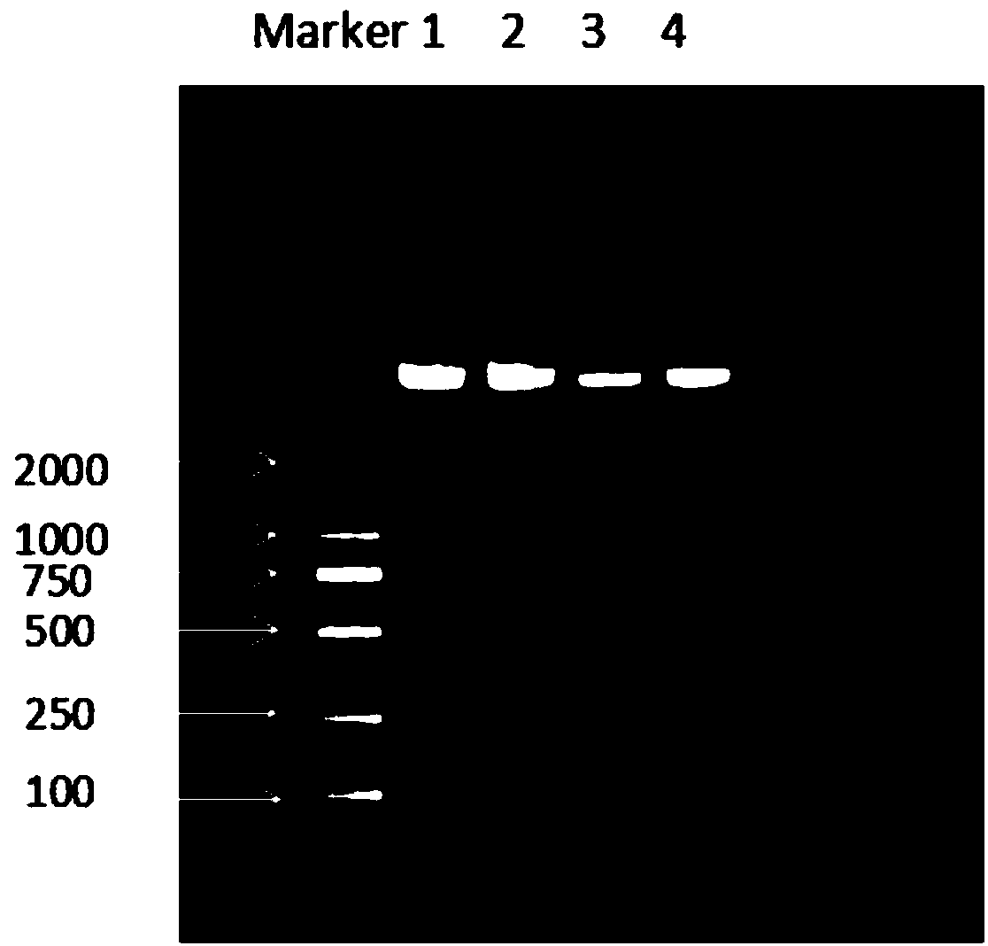 Whole-genome sequencing method for molecular typing of haemophilus parasuis strains