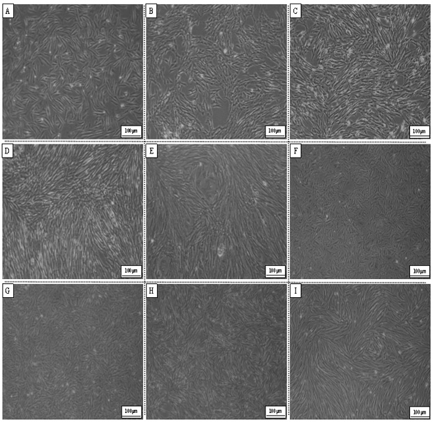 Takifugu bimaculatus testis tissue cell line and application thereof