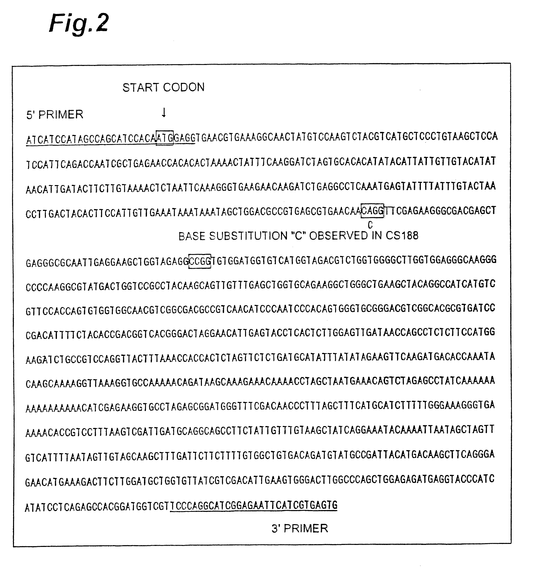 Method of selecting barley variety, barley beta-amylase gene and process for producing malt alcoholic drink