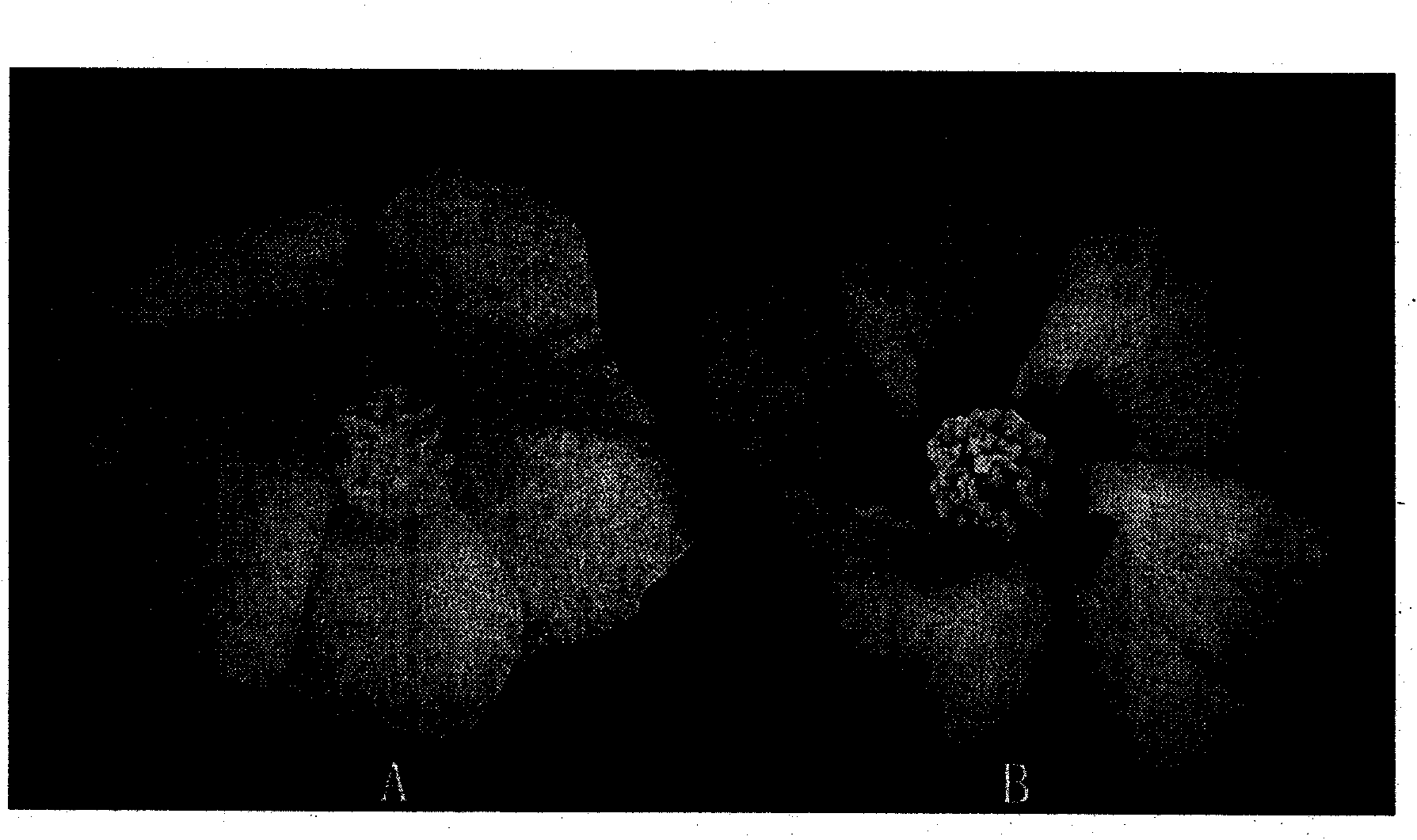 Method for preparing and identifying cotton crossbreed