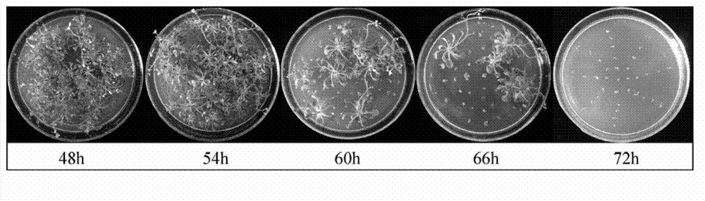 Screening method of allogenic material for promoting vitrification ultra-low temperature storage