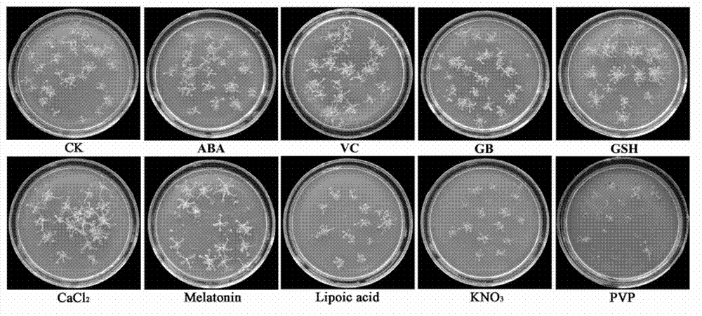 Screening method of allogenic material for promoting vitrification ultra-low temperature storage