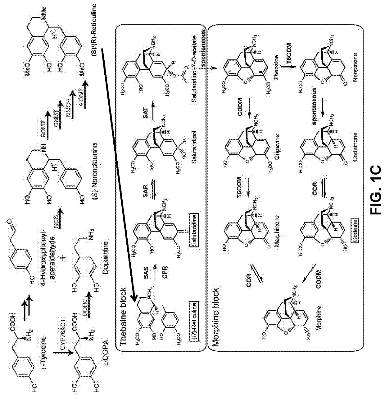 Compositions and methods for making benzylisoquinoline alkaloids, morphinan alkaloids, thebaine, and derivatives thereof