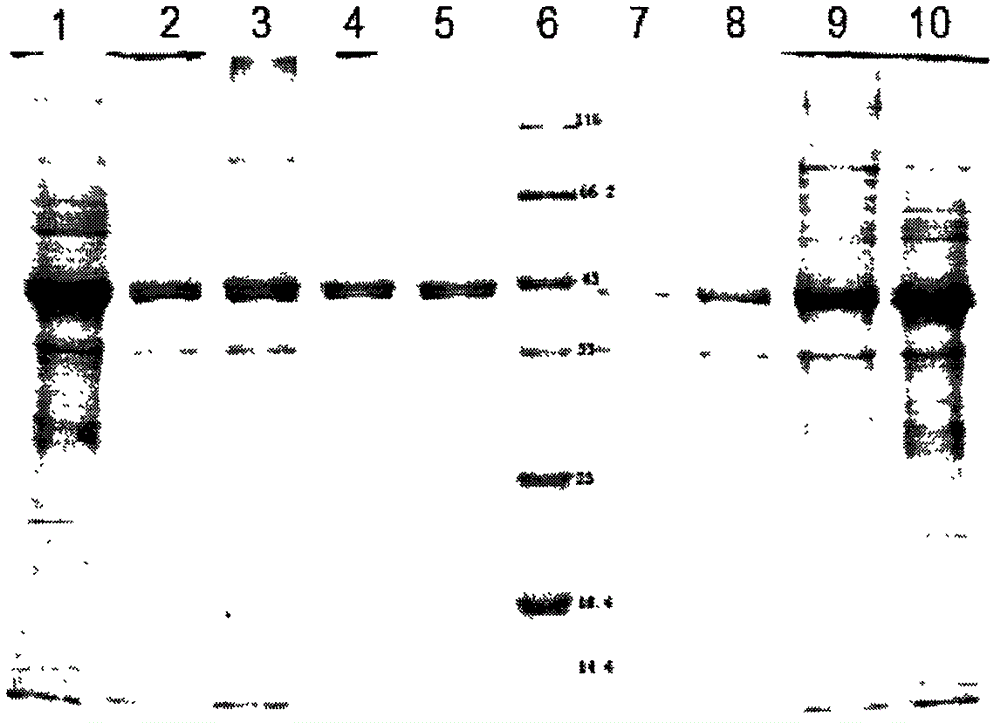 Preparation method of cross-linked oxalate decarboxylase aggregates (CLEAs)