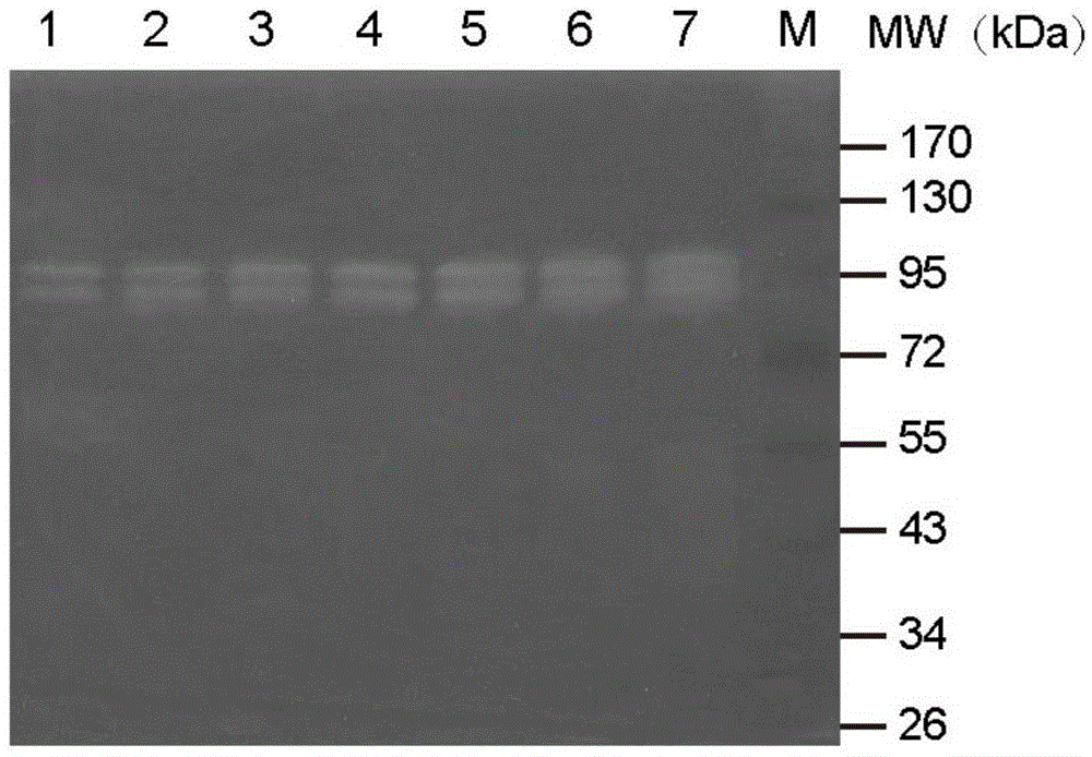 A Zymographic Method for Screening Microbial Extracellular Collagenase