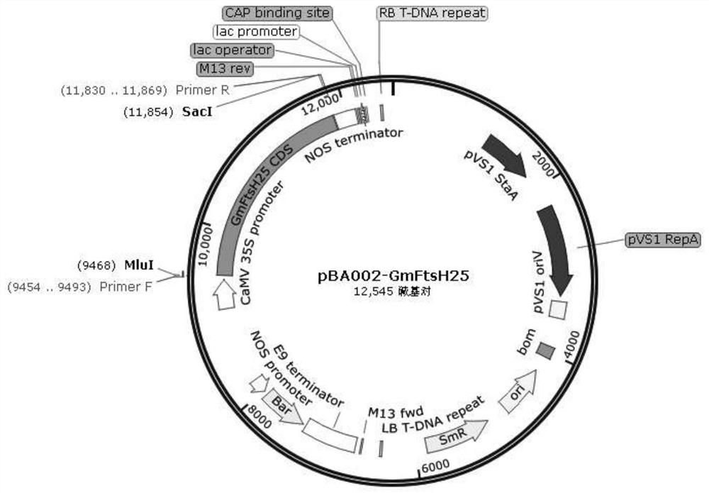 Gene GmFtsH25 for encoding soybean FtsH metalloproteinase and application of gene GmFtsH25