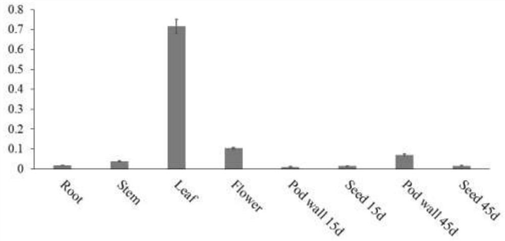 Gene GmFtsH25 for encoding soybean FtsH metalloproteinase and application of gene GmFtsH25