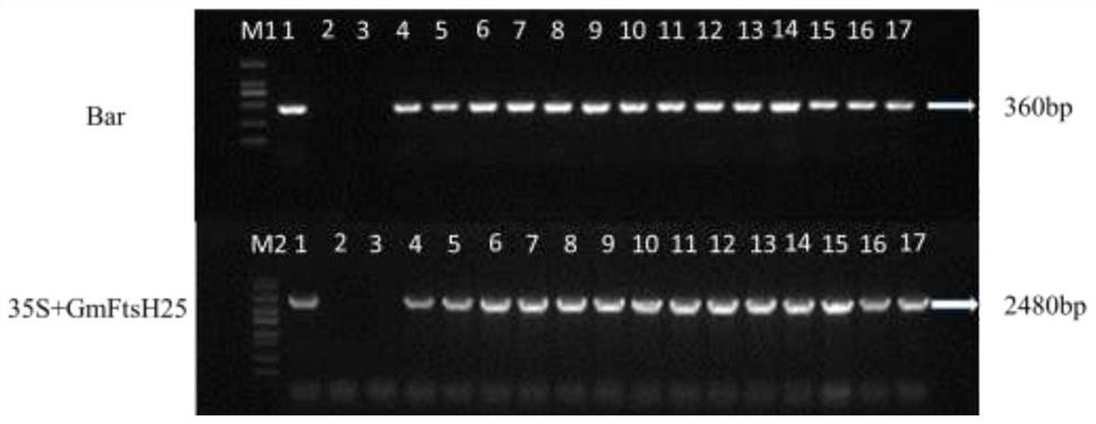 Gene GmFtsH25 for encoding soybean FtsH metalloproteinase and application of gene GmFtsH25