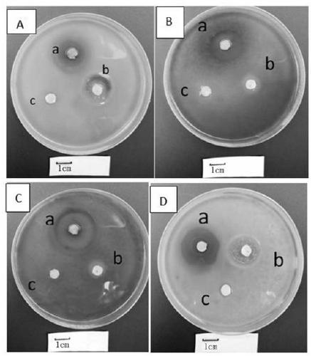 Biocontrol bacterium for mulberry diseases and application thereof