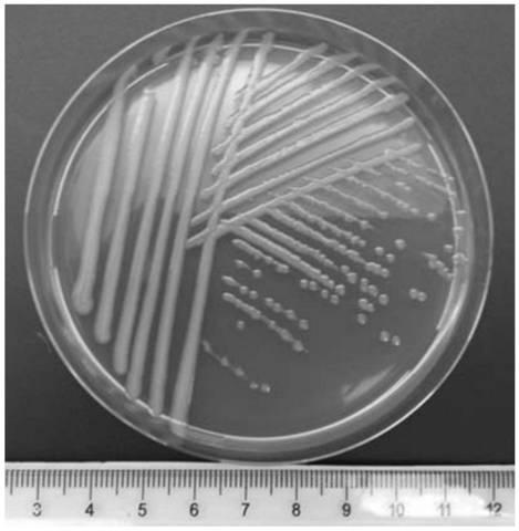 Biocontrol bacterium for mulberry diseases and application thereof