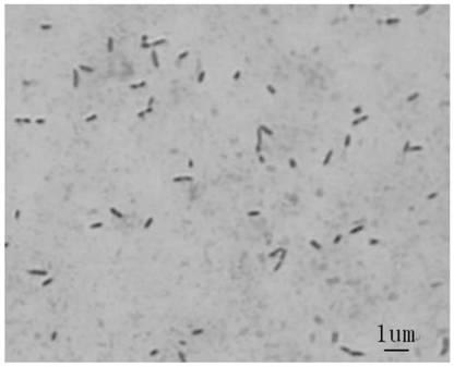 Biocontrol bacterium for mulberry diseases and application thereof