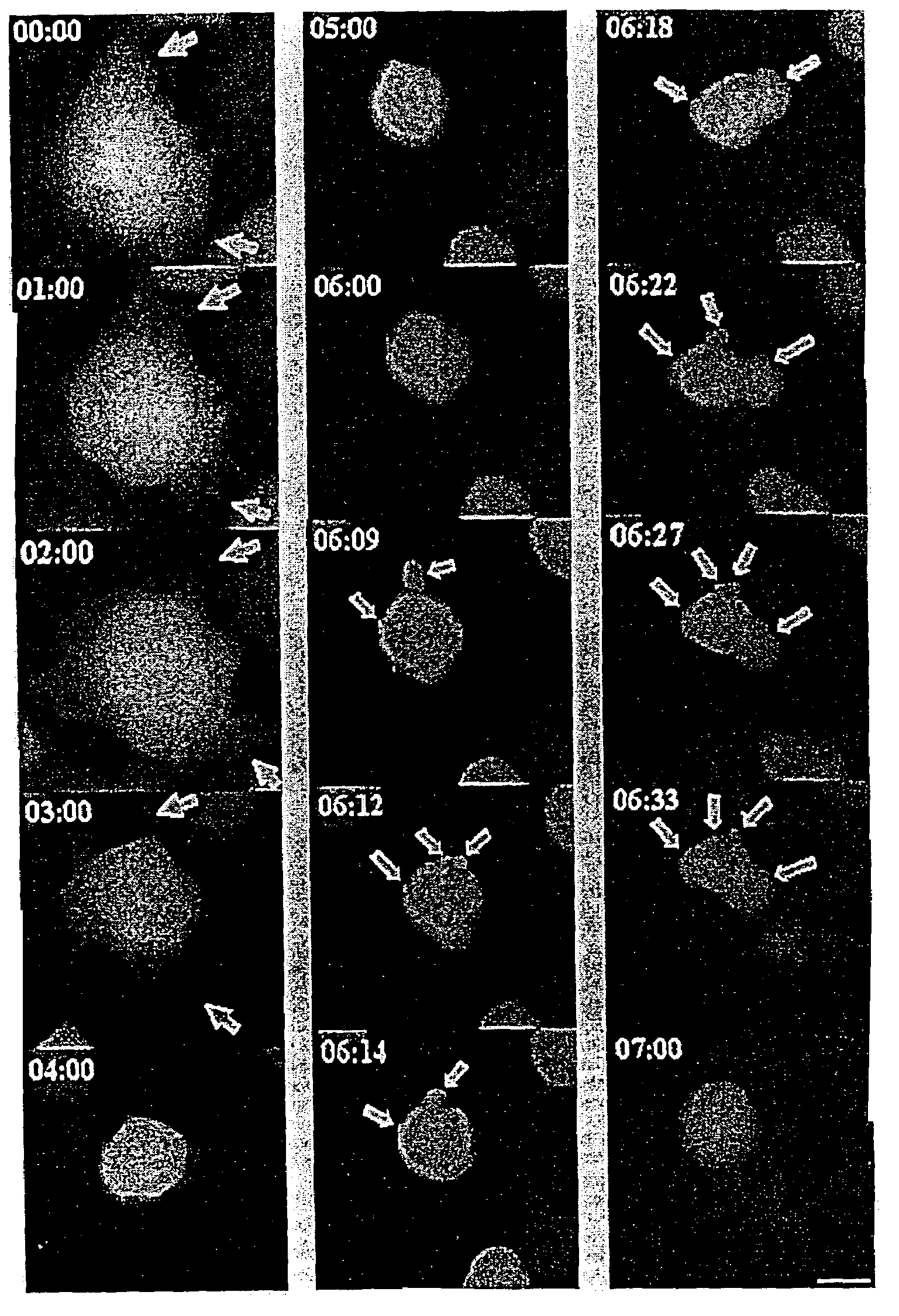 Regulation of apoptosis in aquatic organisms by aquabirnavirus