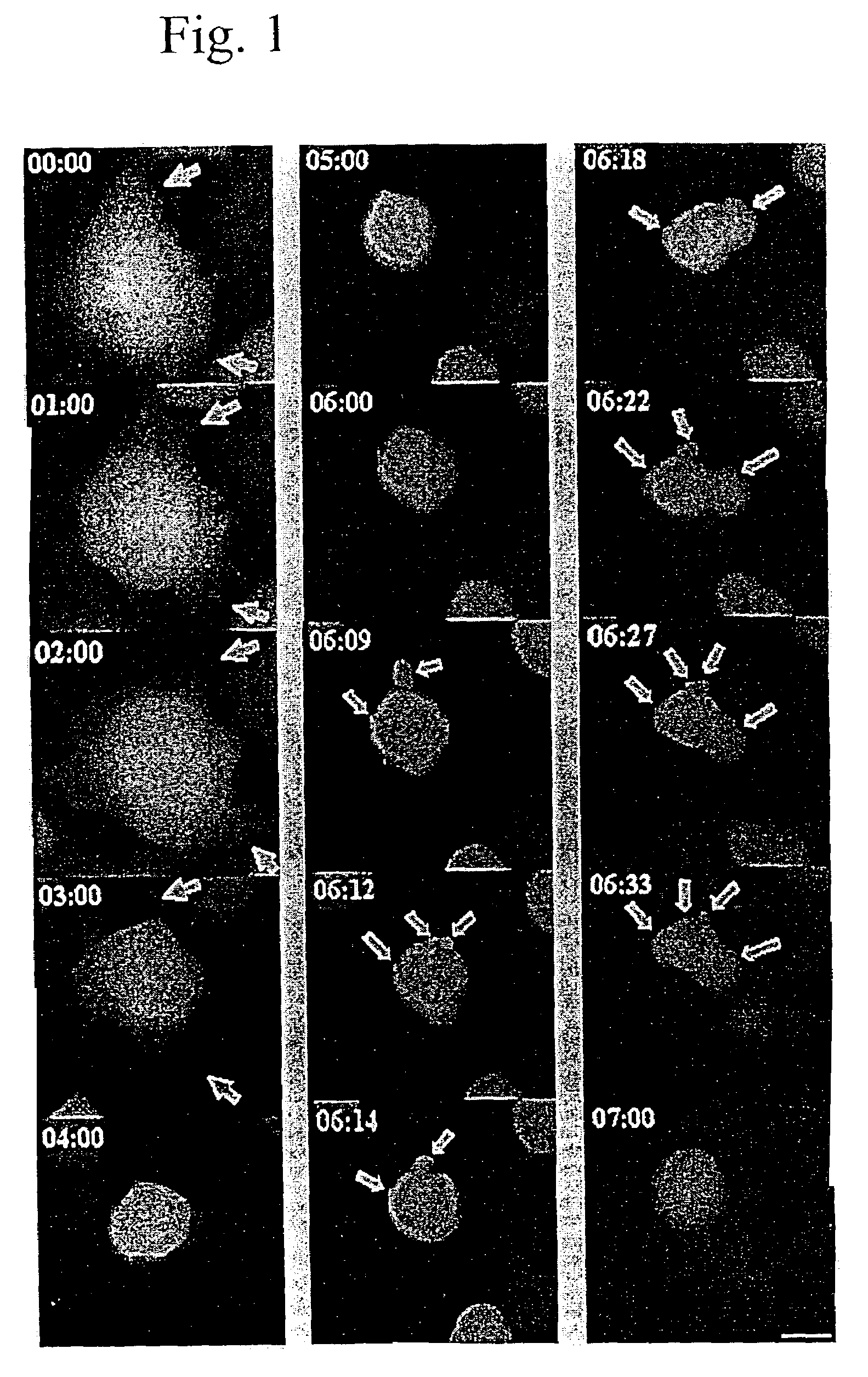 Regulation of apoptosis in aquatic organisms by aquabirnavirus